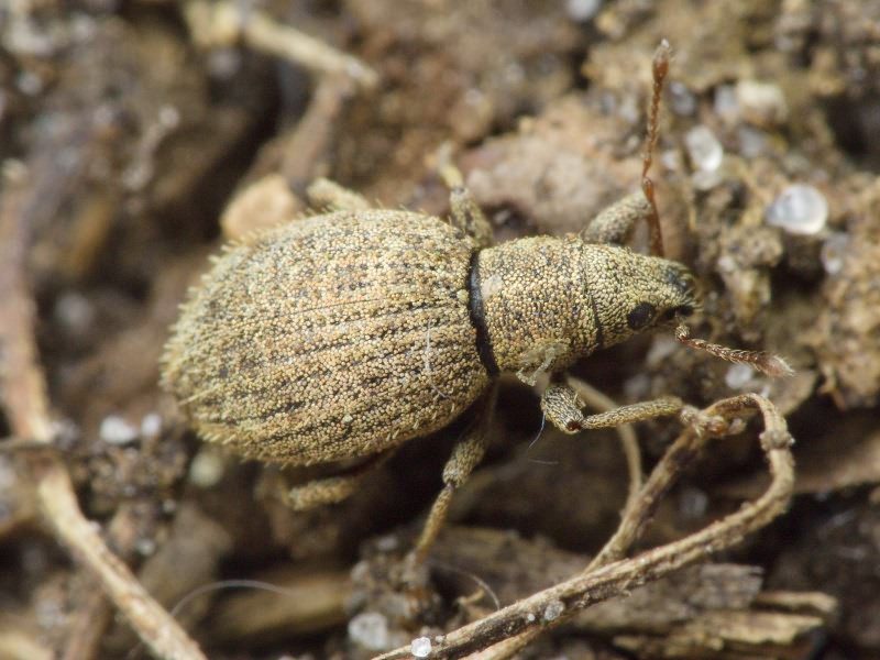 Sciaphilus asperatus (Bonsdorff, 1785)